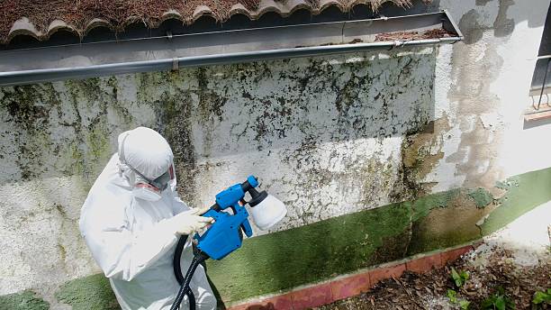Top rated local Mold Cleanup specialists in Ramsey, MN